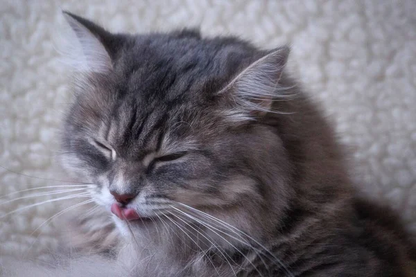 Güzel Gri Kedi Portresi — Stok fotoğraf