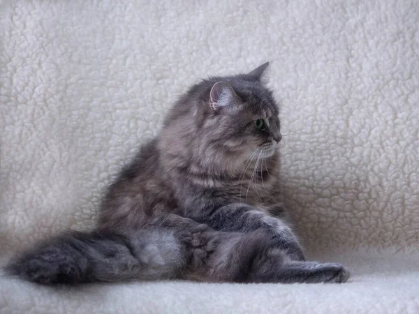 Portrait Pretty Grey Kitty — Stock Photo, Image