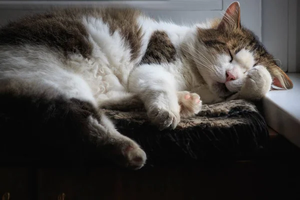Nagy Bolyhos Foltos Macska Alszik Egy Ágyban Párnákban — Stock Fotó
