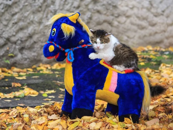 장난감 조랑말 고양이의 — 스톡 사진