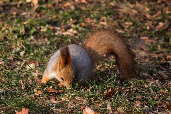 Esquilo Adorável Parque Outono — Fotografia de Stock