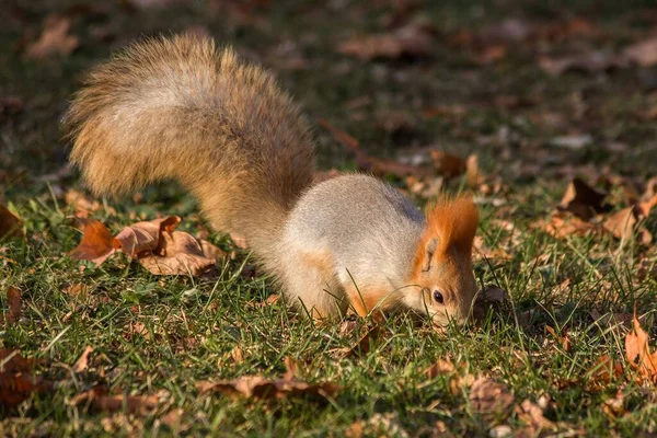 Entzückendes Eichhörnchen Herbstpark — Stockfoto