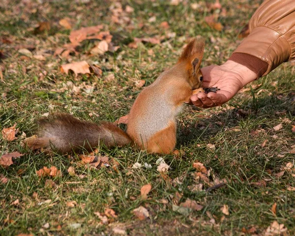 Sonbahar Parkındaki Sevimli Sincap — Stok fotoğraf