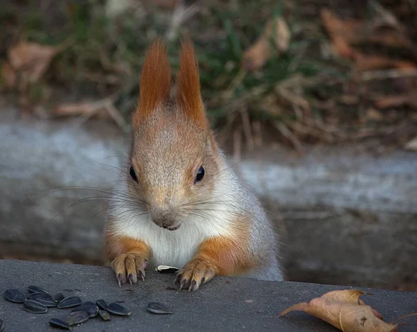 Entzückendes Eichhörnchen Herbstpark — Stockfoto