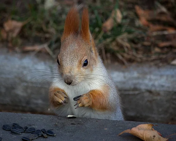 Adorable Squirrel Autumn Park — Stock Photo, Image