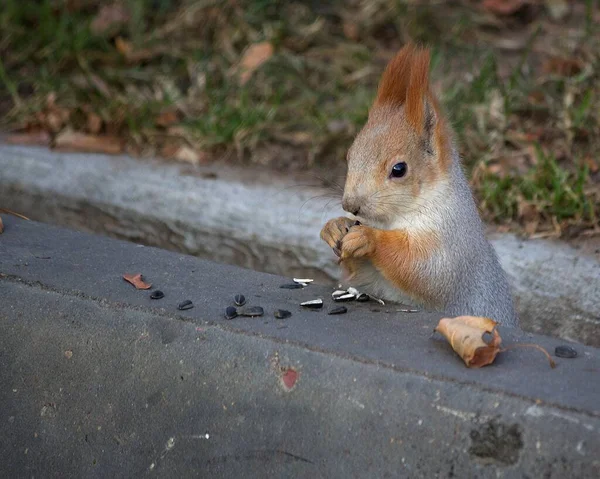 Entzückendes Eichhörnchen Herbstpark — Stockfoto