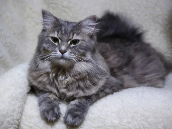 灰色漂亮猫咪的画像 — 图库照片