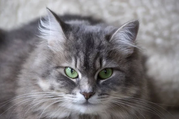 灰色漂亮猫咪的画像 — 图库照片