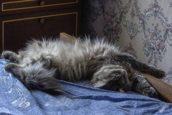 漂亮的睡猫肖像 — 图库照片