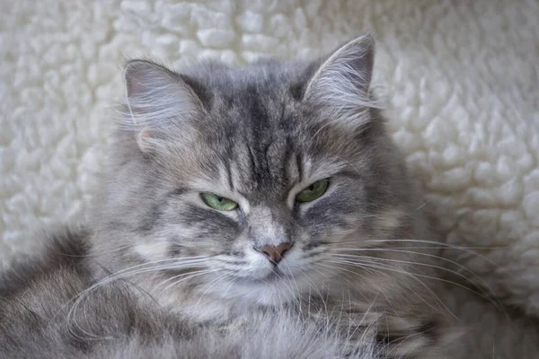 沙发上美丽的灰色猫咪的画像 — 图库照片
