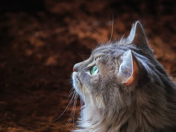 Portrait Belle Chatte Grise Sur Feuillage Automne — Photo