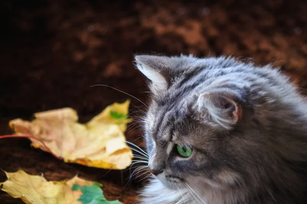 Portret Pięknej Szarej Kotki Jesiennych Liściach — Zdjęcie stockowe