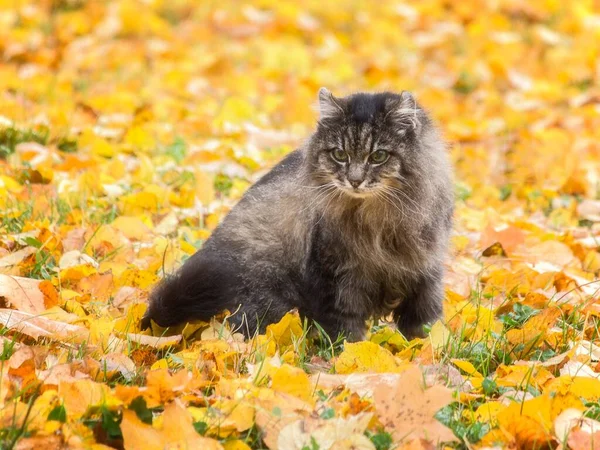 秋天散步时美丽的老猫的画像 — 图库照片