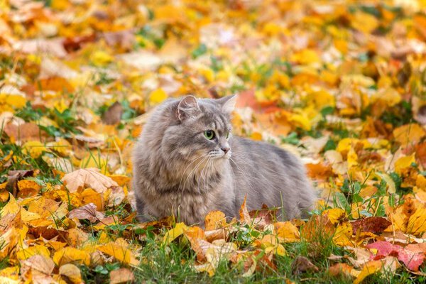 Portrait of beautiful gray kitty on the autumn foliage