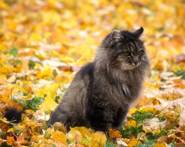 나뭇잎에 고양이 — 스톡 사진