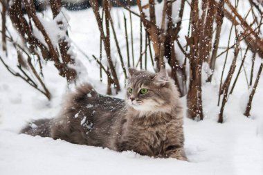 Sibirya gri kedisinin kış portresi
