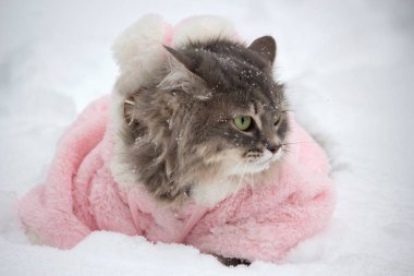 Kış yürüyüşü Pembe ceketli büyüleyici kediler