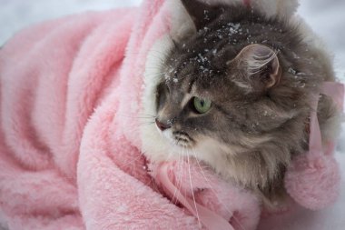 Kış yürüyüşü Pembe ceketli büyüleyici kediler