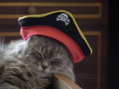 Korsan şapkalı güzel gri kedi