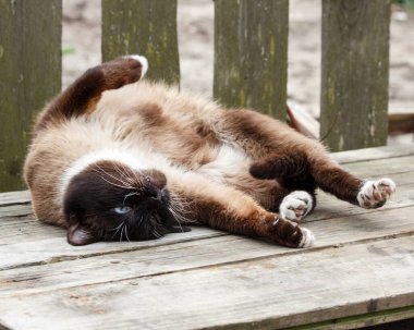 Siamese cat sleeping on a wooden bench clipart