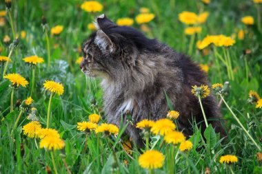 Bahar yürüyüşünde tekir kedisinin portresi.
