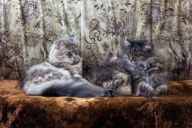 İki güzel gri kedi kanepede yatıyor.