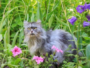 Bahçedeki çiçek tarhında Pers kedisinin portresi