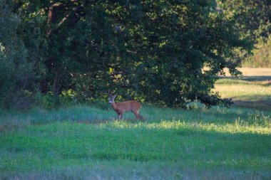 Yaz çayırlarında koşan vahşi keçi