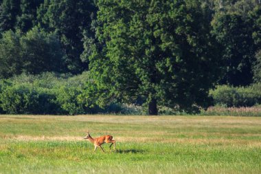 Yaz çayırlarında koşan vahşi keçi