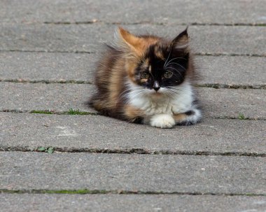 Üç renkli şirin kedi kaldırımda oturuyor.