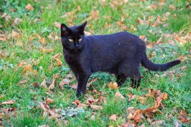 Güzel siyah kedi yürüyüşe çıkmış.