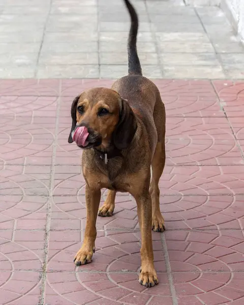 テラスに座っているビーグル犬 — ストック写真