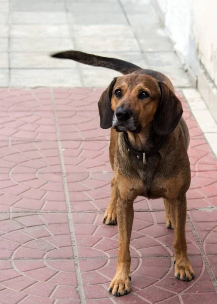 Beagle Σκυλί Κάθεται Στη Βεράντα — Φωτογραφία Αρχείου