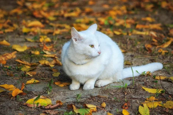 Красива Прогулянка Білою Кішкою Осінньому Саду — стокове фото