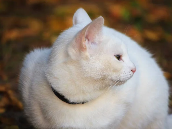 Schöne Weiße Katze Spazieren Herbstlichen Garten — Stockfoto