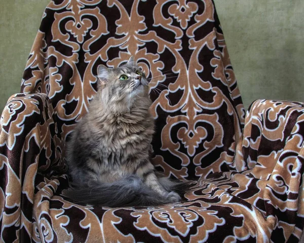 Adorable Gray Kitty Chair — Stock Photo, Image