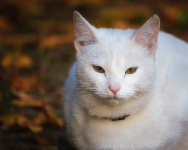 Vacker Vit Katt Promenad Hösten Trädgård — Stockfoto