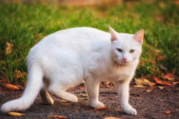 Όμορφη Λευκή Γάτα Πόδια Στο Κήπο Φθινόπωρο — Φωτογραφία Αρχείου