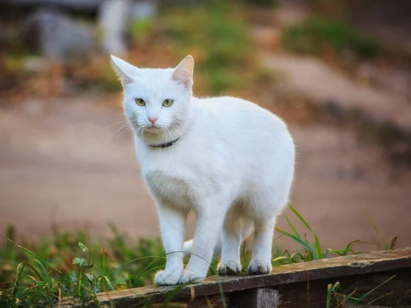 Vacker Vit Katt Promenad Hösten Trädgård — Stockfoto