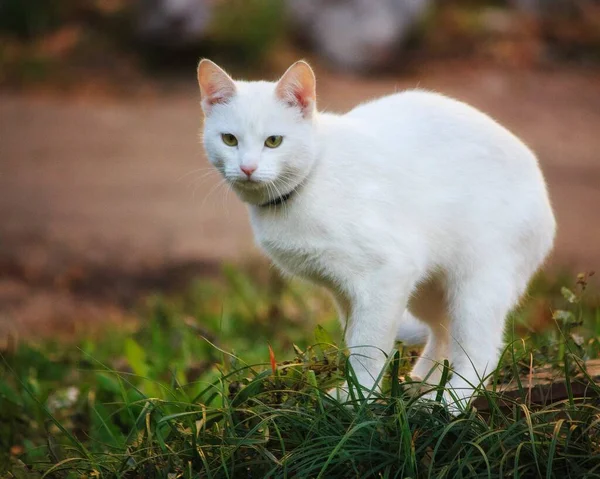 Güzel Beyaz Kedi Sonbahar Bahçesinde Yürüyor — Stok fotoğraf