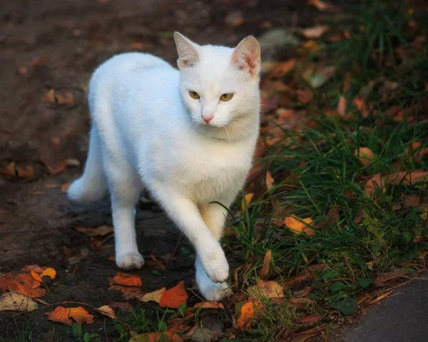 Gyönyörű Fehér Macska Séta Őszi Kertben — Stock Fotó