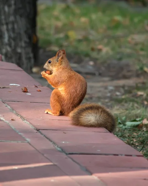 Entzückendes Eichhörnchen Herbstpark — Stockfoto