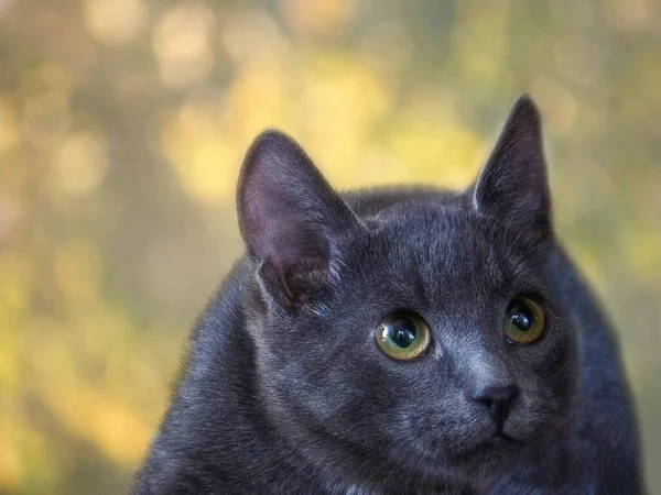Portrait Gray Cat Yellow Eyes — Stock Photo, Image