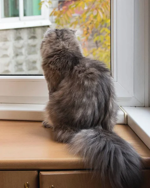 可爱的毛绒绒猫咪看着窗户 — 图库照片