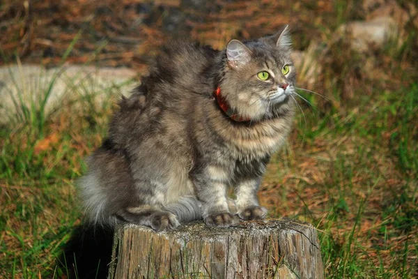 Retrato Primer Plano Hermoso Gatito Gris Paseo — Foto de Stock