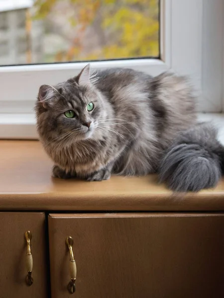 Portrait Chaton Gris Sur Balcon — Photo