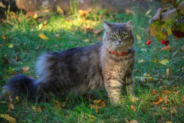 行走时漂亮的灰色猫咪的特写特写 — 图库照片