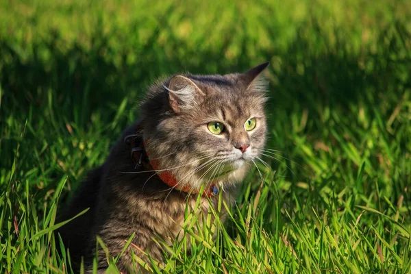 Porträt Nahaufnahme Der Schönen Grauen Miezekatze Auf Dem Spaziergang — Stockfoto