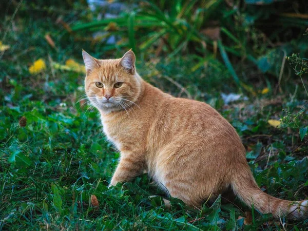 Ginger Cute Cat Grass — Stock Photo, Image