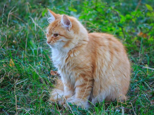 Ingefära Söt Katt Ett Gräs — Stockfoto